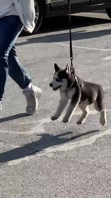 娱乐吃瓜君傻狗日常,傻狗日常的欢乐盛宴