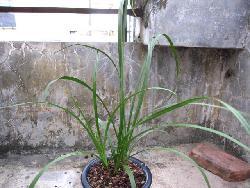 国产草b,绿色生态，引领未来农业发展新潮流